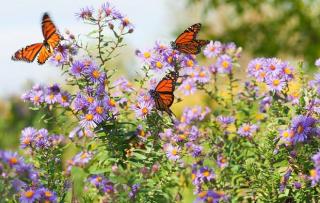 Butterflies on Garden